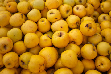 A vibrant close-up captures a bountiful pile of freshly harvested yellow apples, some with slight blemishes, indicating a natural and unprocessed appearance.
