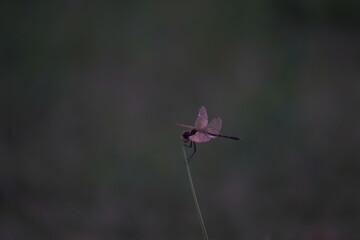 Dragonfly, a swift aerial insect with slender body, large multifaceted eyes, and transparent wings, often seen near water bodies	