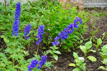 Delphinium blooming with blue flowers in a flower bed in the garden in summer as a landscaping...