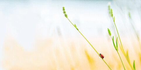 Ladybug on a grass stalk