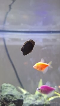 A Nerite snail, diligently glides across the glass, effectively consuming algae and keeping the tank pristine.