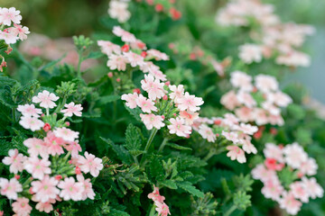 Close up of pink babena flower