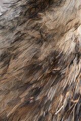Fototapeta premium A close-up image of dark brown emu feathers. The fine texture is highly detailed in natural light.