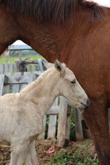 Caballo. Potro Recién Nacido en Establo. Yegua amamantando Potrillo. 