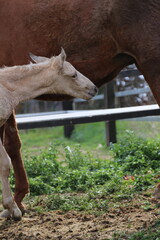 Caballo. Potro Recién Nacido en Establo. Yegua amamantando Potrillo. 