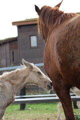 Caballo. Potro Recién Nacido en Establo. Yegua amamantando Potrillo. 
