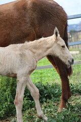 Caballo. Potro Recién Nacido en Establo. Yegua amamantando Potrillo. 