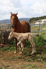 Caballo. Potro Recién Nacido en Establo. Yegua amamantando Potrillo. 