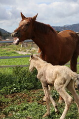 Obraz premium Caballo. Potro Recién Nacido en Establo. Yegua amamantando Potrillo. 