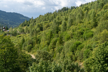Green forest trees. Nature background.