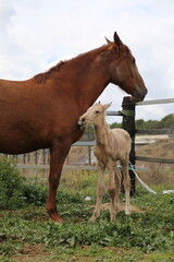 Caballo. Potro Recién Nacido en Establo. Yegua amamantando Potrillo. 