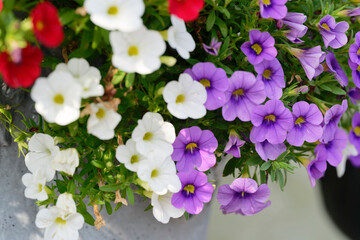 A flower pot filled with petunia of various colors