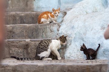 Three domestic cats of various colors, including tabby, ginger, and black, interact on old stone...
