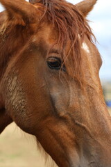 Caballo. Potro Recién Nacido en Establo. Yegua amamantando Potrillo. 
