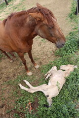 Caballo. Potro Recién Nacido en Establo. Yegua amamantando Potrillo. 