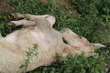 Caballo. Potro Recién Nacido en Establo. Yegua amamantando Potrillo. 
