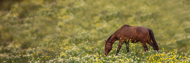 Wild Horse Grazing in a Vibrant Field of Yellow and White Flowers
