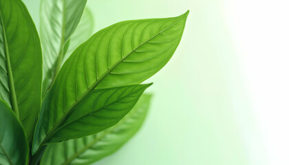 Obraz premium Close-up of Vibrant Green Leaves on Pale Background