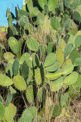 A dense cluster of vibrant green prickly pear cacti with prominent spines and some dried grass...