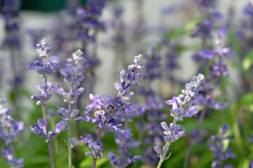 lavender flowers in the garden