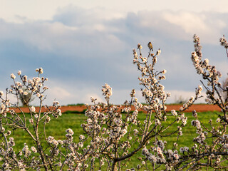 Almond branch in bloom over an agricultural landscape