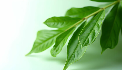 Obraz premium Green Branch Close-up with Lush Leaves on Light Background