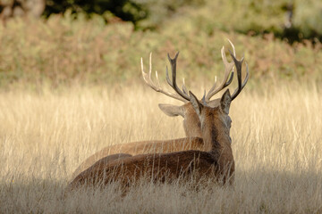 Two red deer stags rest in golden grass at Richmond Park, London. Captures a peaceful wildlife scene during autumn in the natural British countryside.