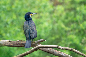 A sleek Great Cormorant perches attentively on a bare tree branch, its dark, iridescent plumage and vibrant eye contrasting with a soft green background.