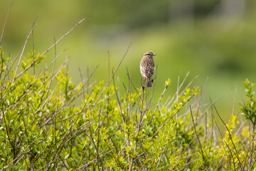 A subtle female stonechat perches on a slender twig, its brown and mottled plumage blending beautifully with the vibrant, blurred green background of its natural habitat.