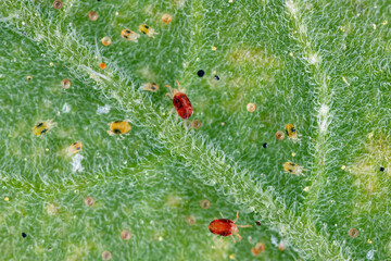 Two spotted spider mite, Tetranychus urticae. Large colony of juveniles, adults and eggs under a tomato leaf.