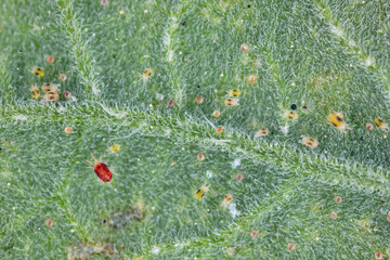 Tetranychus urticae (common names include red spider mite and two-spotted spider mite) is a species of plant-feeding mite.