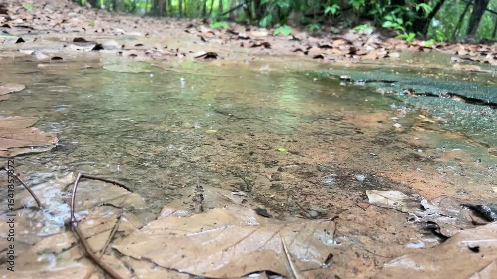 Poster puddle in the forest: a macro view of a tranquil puddle reflecting the forest, surrounded by fallen 