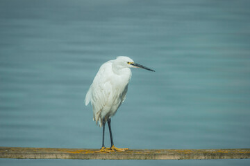A graceful White Egret stands serenely on a weathered wooden rail, its pristine white plumage contrasting with the soft, calm blue water background.