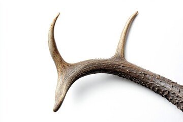 Fototapeta premium Isolated Waterbuck Antler Detail White Background