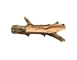 Broken Tree Branch with Rough Bark and Exposed Light Brown Wood.