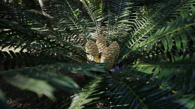 Close-up across the spiky, green, palm-like leaves of a cycad, revealing four central cones. 