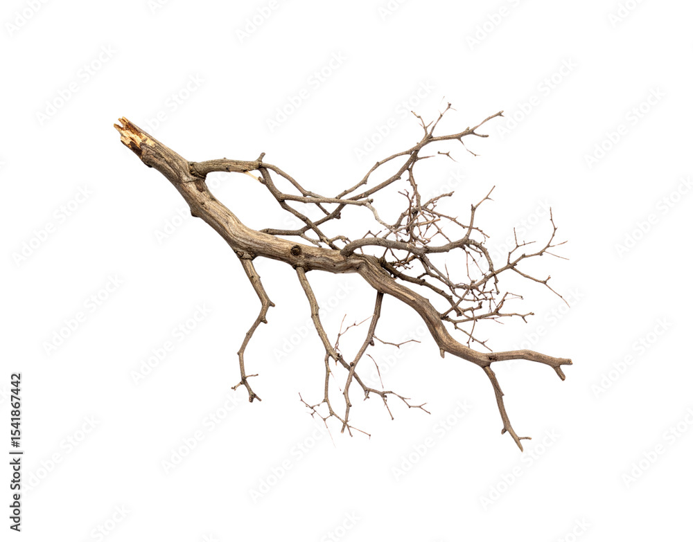 Poster dry gnarled tree branch with intricate delicate offshoots showing texture and age.