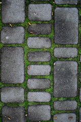 stone paving in the park overgrown with grass. Interesting background, wallpaper