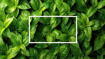 A white rectangular frame is placed over a background of dense dark green leaves.