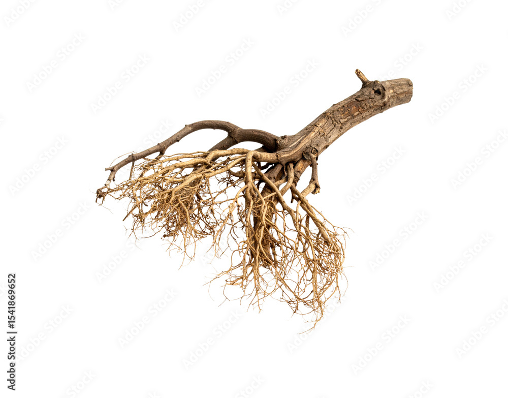 Poster exposed root system of a tree branch brown dry intricate network of fibrous roots and woody stem.