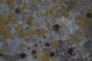 The texture of the old moldy wall is grey-green in color.