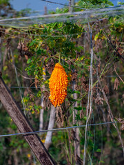 Bright orange bitter melon hangs in a garden setting scene