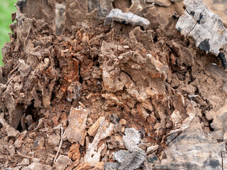 Decayed tree trunk featuring natural patterns and textures