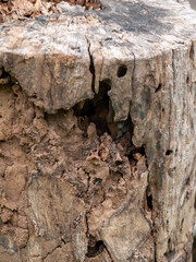 Decayed Tree Trunk, showing wood grain and hole details