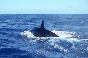 Killer Whale Breaching Open Ocean