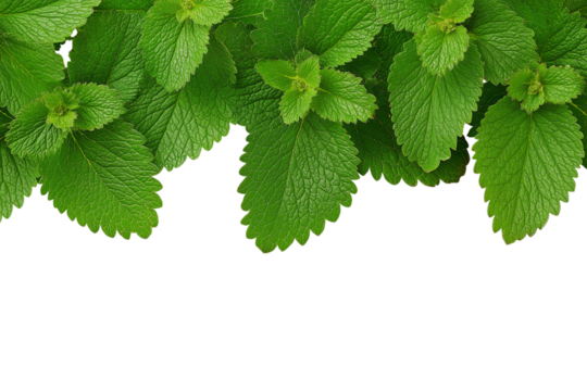 Fresh mint leaves border isolated on white background