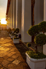 Golden sunlight illuminates temple columns and ornamental trees in planters along Wat Pho's wall....