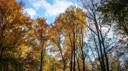 Golden Autumn Canopy of Yellow Leaves and Blue Sky on Bright Sunny Day in Woods