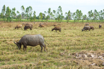 Naklejka premium Many thai buffalo.A herd of buffalo is eating grass in the field.