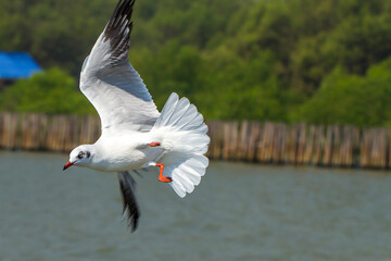 Seagull flying in the background of trees.Flying seagull